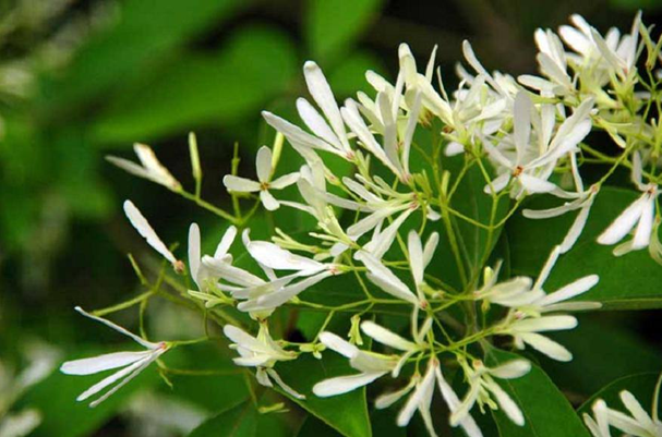 驅(qū)蚊植物,家用殺蟲劑,驅(qū)蚊,郁康